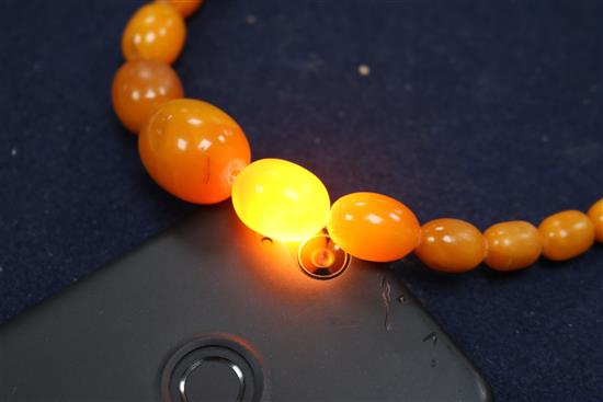 A single strand graduated amber bead necklace, gross weight 30 grams, approx. 36cm.